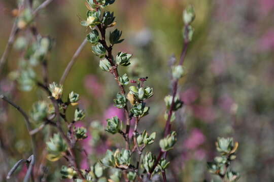 Image of Cliffortia obovata E. Mey. ex Harv. & Sond.