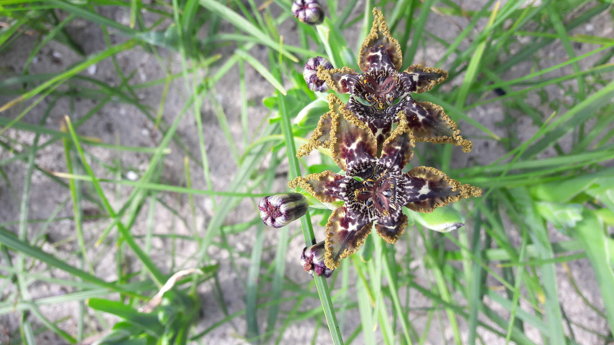 صورة Ferraria crispa Burm.