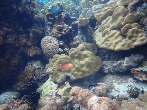 Image of Bay of Bengal hogfish