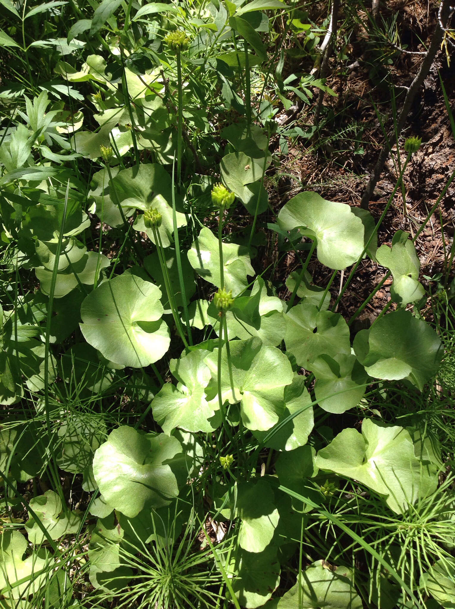 Image of white marsh marigold