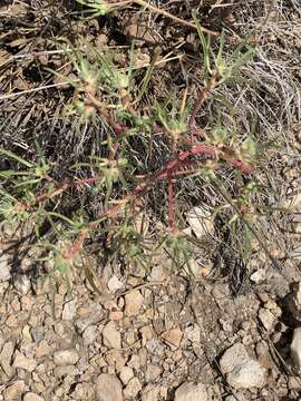 Image of squareseed spurge