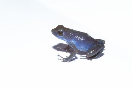 Image of Strawberry Poison-dart Frog