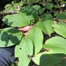 Image of Viburnum plicatum var. tomentosum (Thunb. ex Murray) Miq.