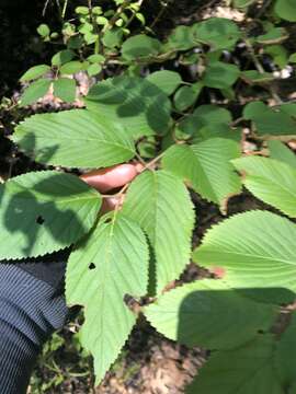 Image of Viburnum plicatum var. tomentosum (Thunb. ex Murray) Miq.