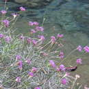 Image of Chresta angustifolia Gardn.