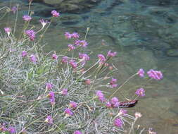 Chresta angustifolia Gardn. resmi