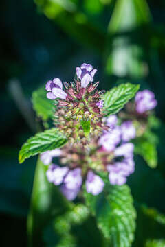 Clinopodium chinense (Benth.) Kuntze resmi