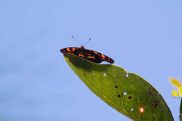 Image of Puerto Rican Checkerspot