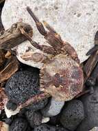 Image of scaly rock crab