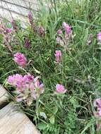 Image of Raup's Indian paintbrush