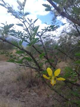 Sivun Gonopterodendron bonariense (Griseb.) Godoy-Bürki kuva