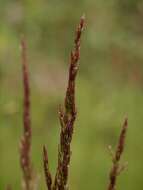 Image of mountain bentgrass