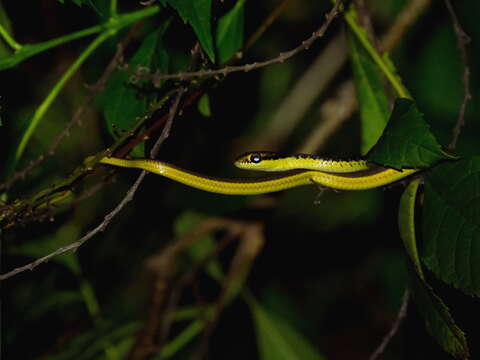 Image of Burmese Bronzeback