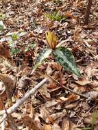 Image de Trillium decipiens J. D. Freeman