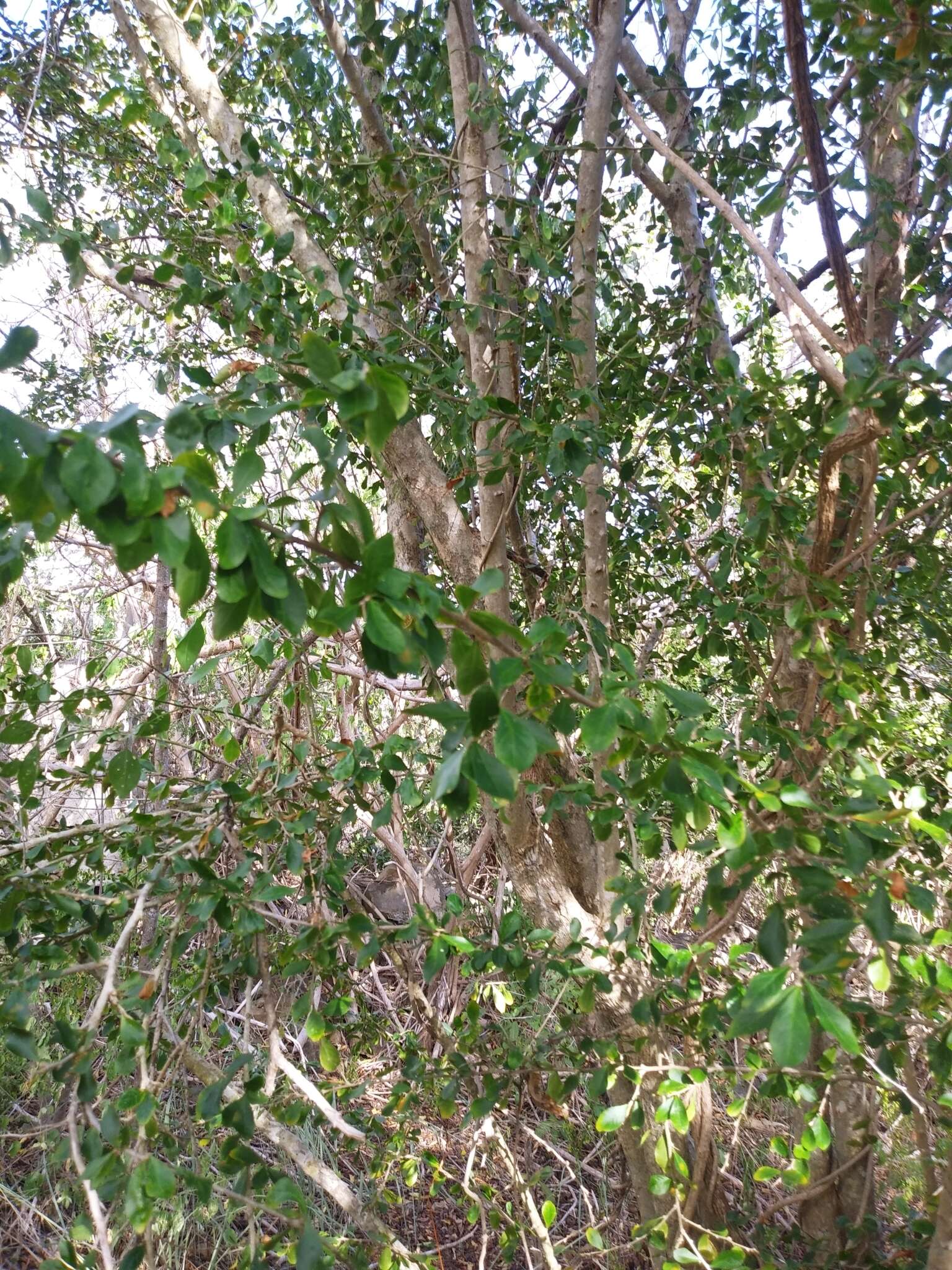 Image of wild lime