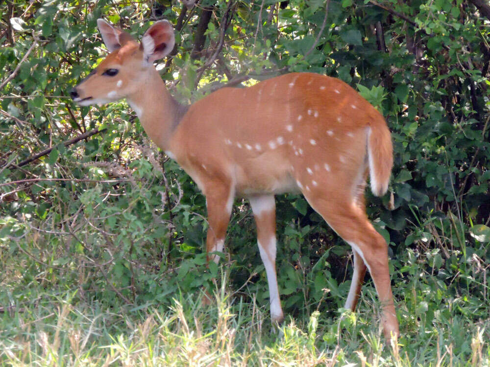 Image of Tragelaphus scriptus bor Heuglin 1877