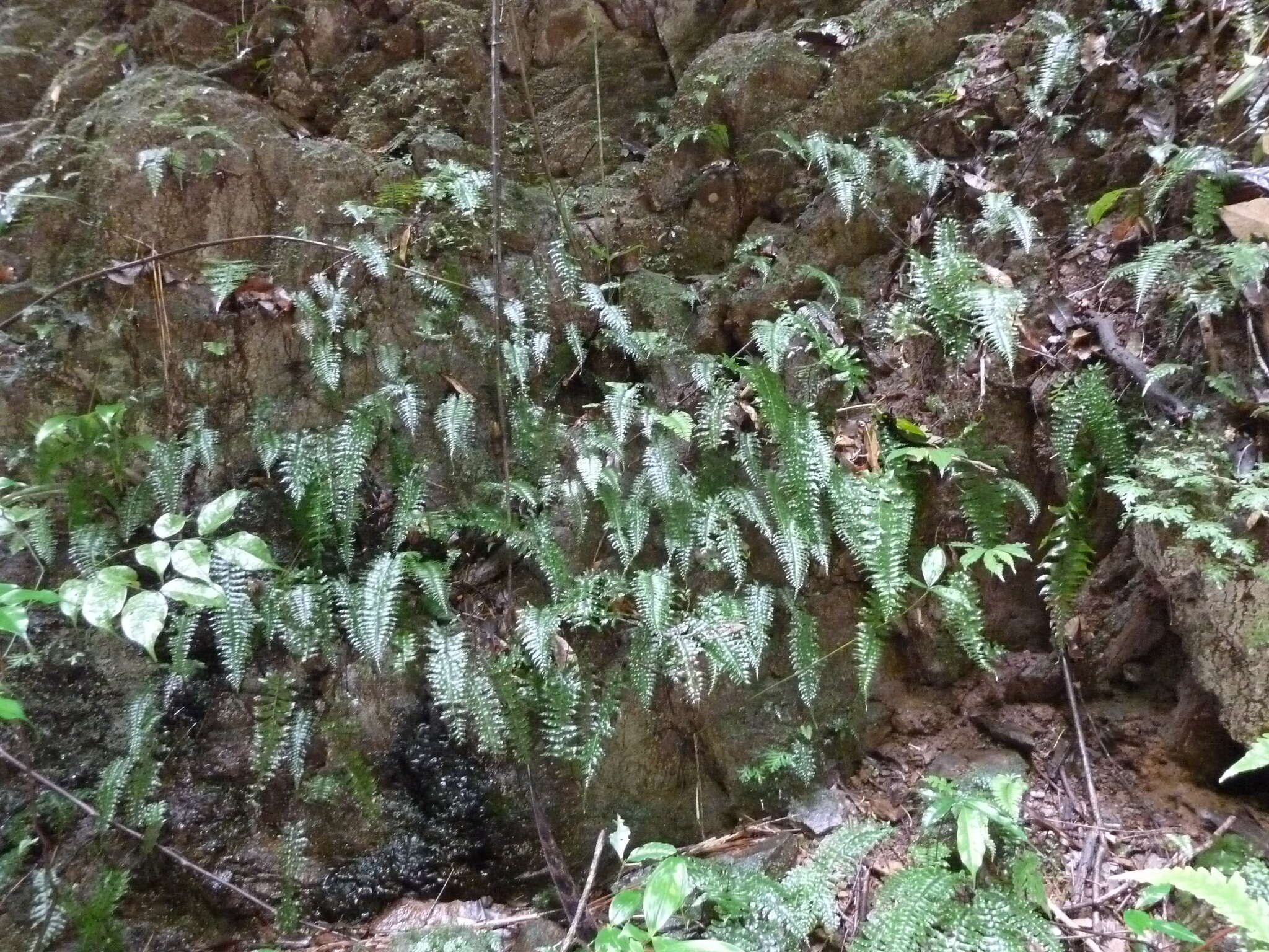 Plancia ëd Hymenasplenium unilaterale (Lam.) Hayata