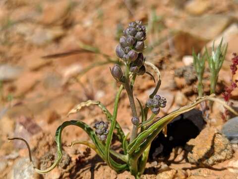 Слика од Hooveria purpurea