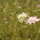 Слика од Euchloe insularis (Staudinger 1861)