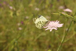 Слика од Euchloe insularis (Staudinger 1861)