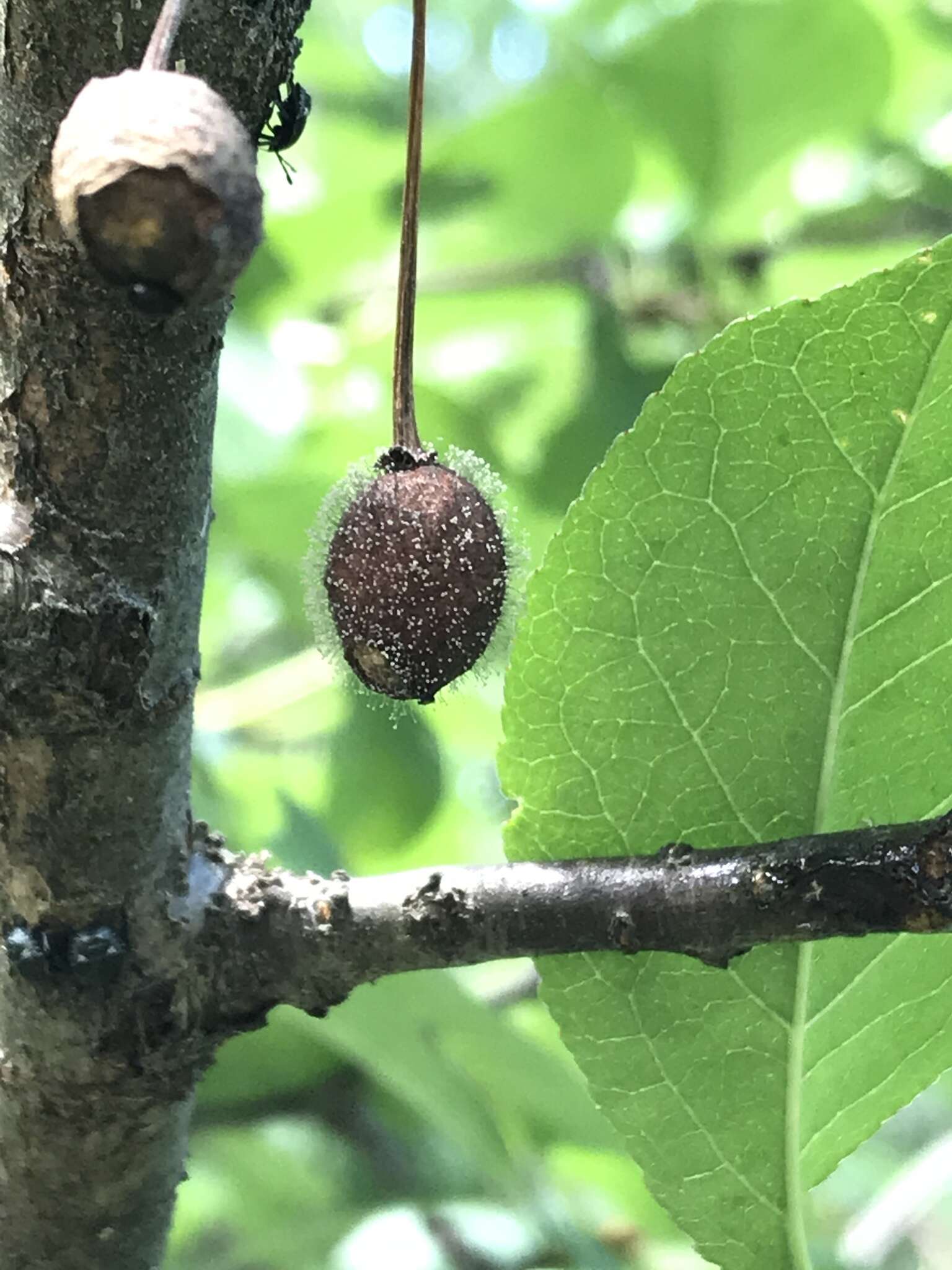 灰核盤菌的圖片