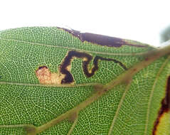 Sivun Stigmella tityrella (Stainton 1854) Hering 1957 kuva