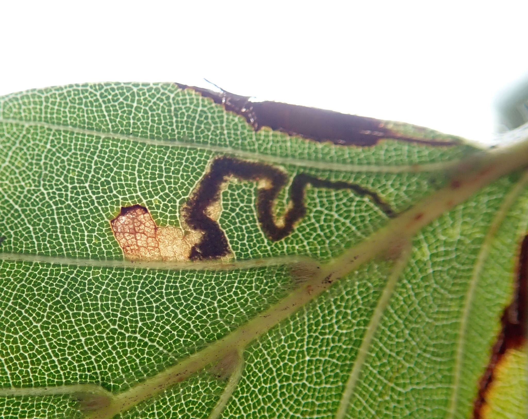 Sivun Stigmella tityrella (Stainton 1854) Hering 1957 kuva