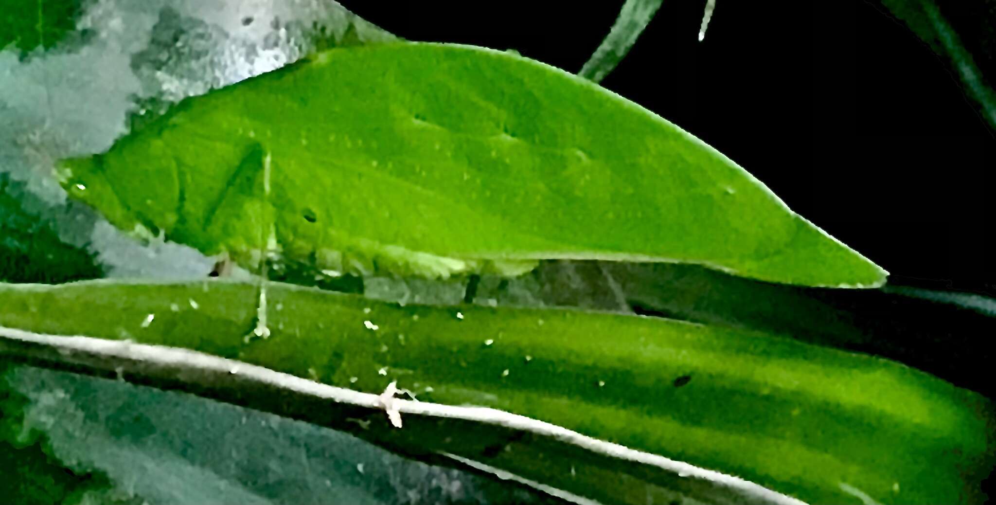 Imagem de Petaloptera zendala (Saussure 1859)