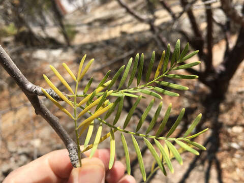 Image of Bursera galeottiana Engl.