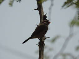 Image of Black-rumped Waxbill