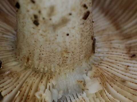 Image of Russula senecis S. Imai 1938