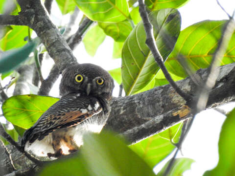 Image of Jungle Owlet