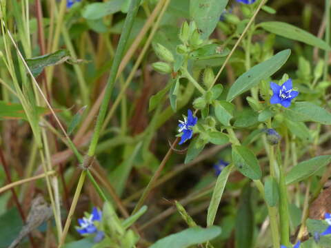 Image of Hydrolea zeylanica (L.) Vahl