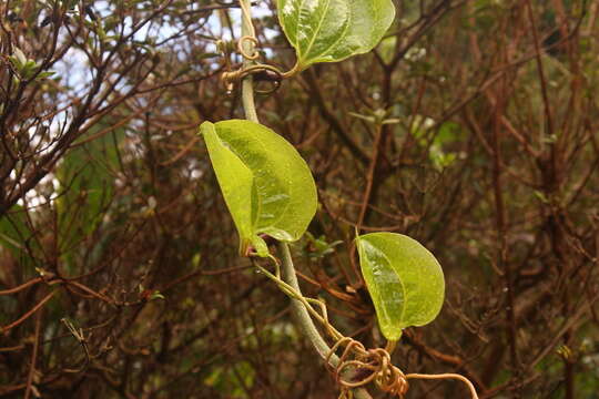 Image of Smilax azorica H. Schaef. & P. Schönfelder