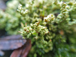 Cladonia phyllophora Hoffm.的圖片