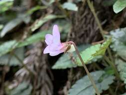 صورة Viola mucronulifera Hand.-Mazz.