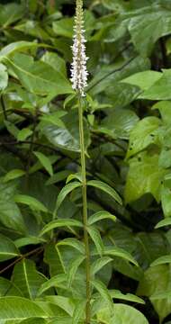 Image de <i>Coleus adenanthus</i>