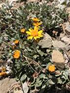 Image of hoary groundsel