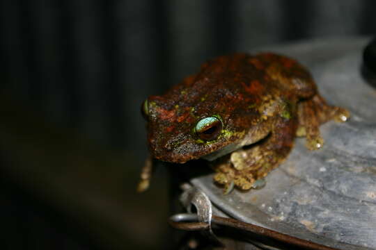 Image of Green-eyed treefrog