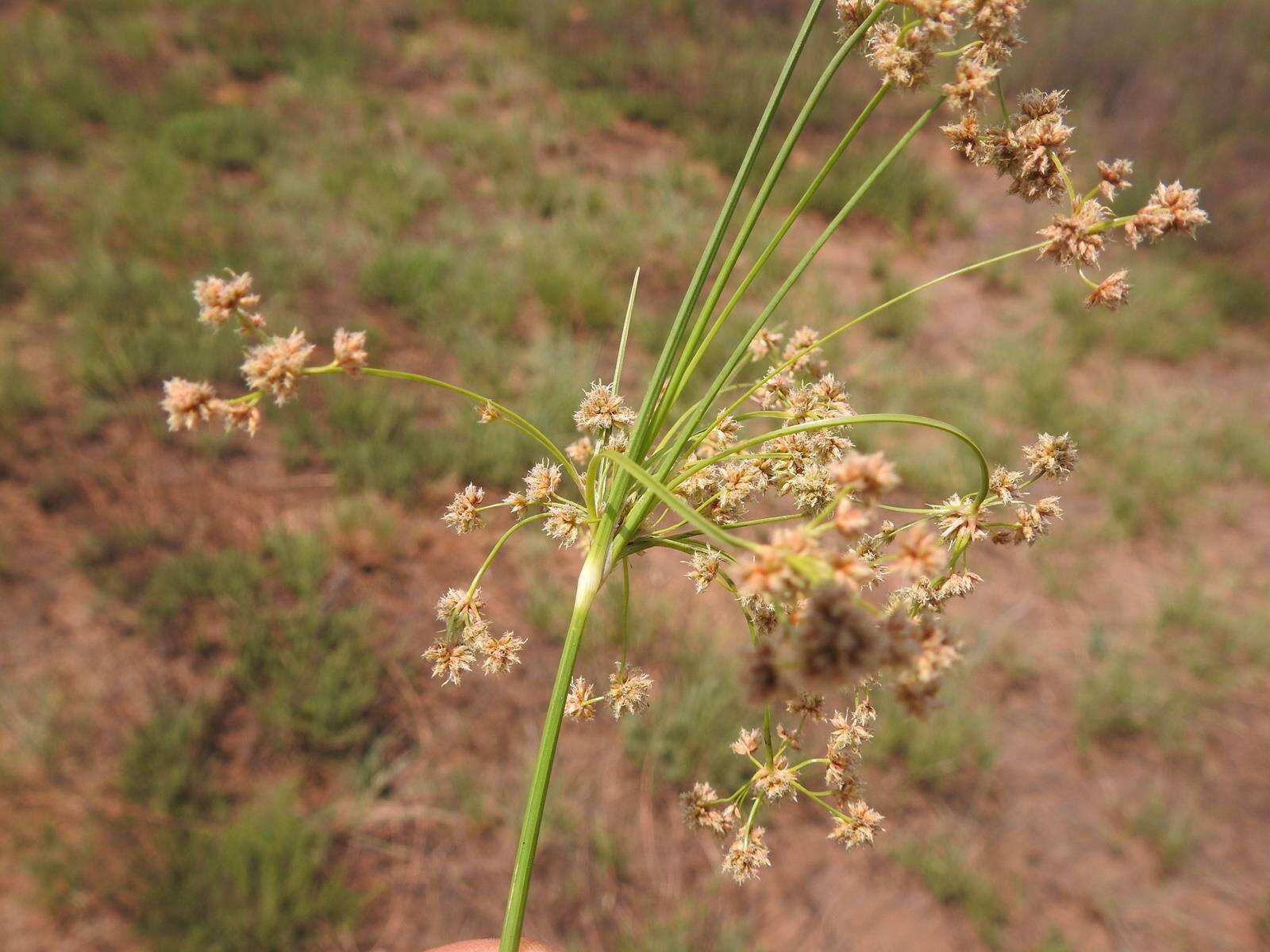 Scirpoides burkei (C. B. Clarke) Goetgh., Muasya & D. A. Simpson的圖片