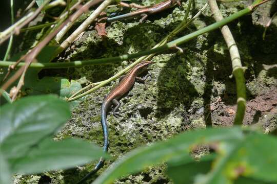 Image of Azure-tailed Skink