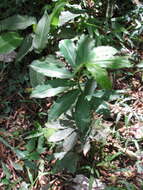 Image of Costus wilsonii Maas