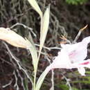 Plancia ëd Gladiolus nigromontanus Goldblatt