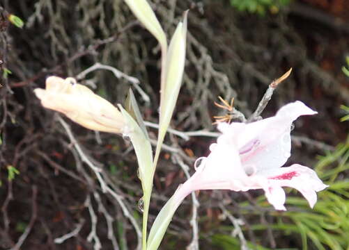 Image of Gladiolus nigromontanus Goldblatt