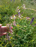 Image of Himantoglossum caprinum (M. Bieb.) Spreng.