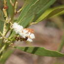 Image of Acacia calyculata A. Cunn. ex Benth.