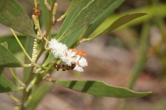 Image of Acacia calyculata A. Cunn. ex Benth.