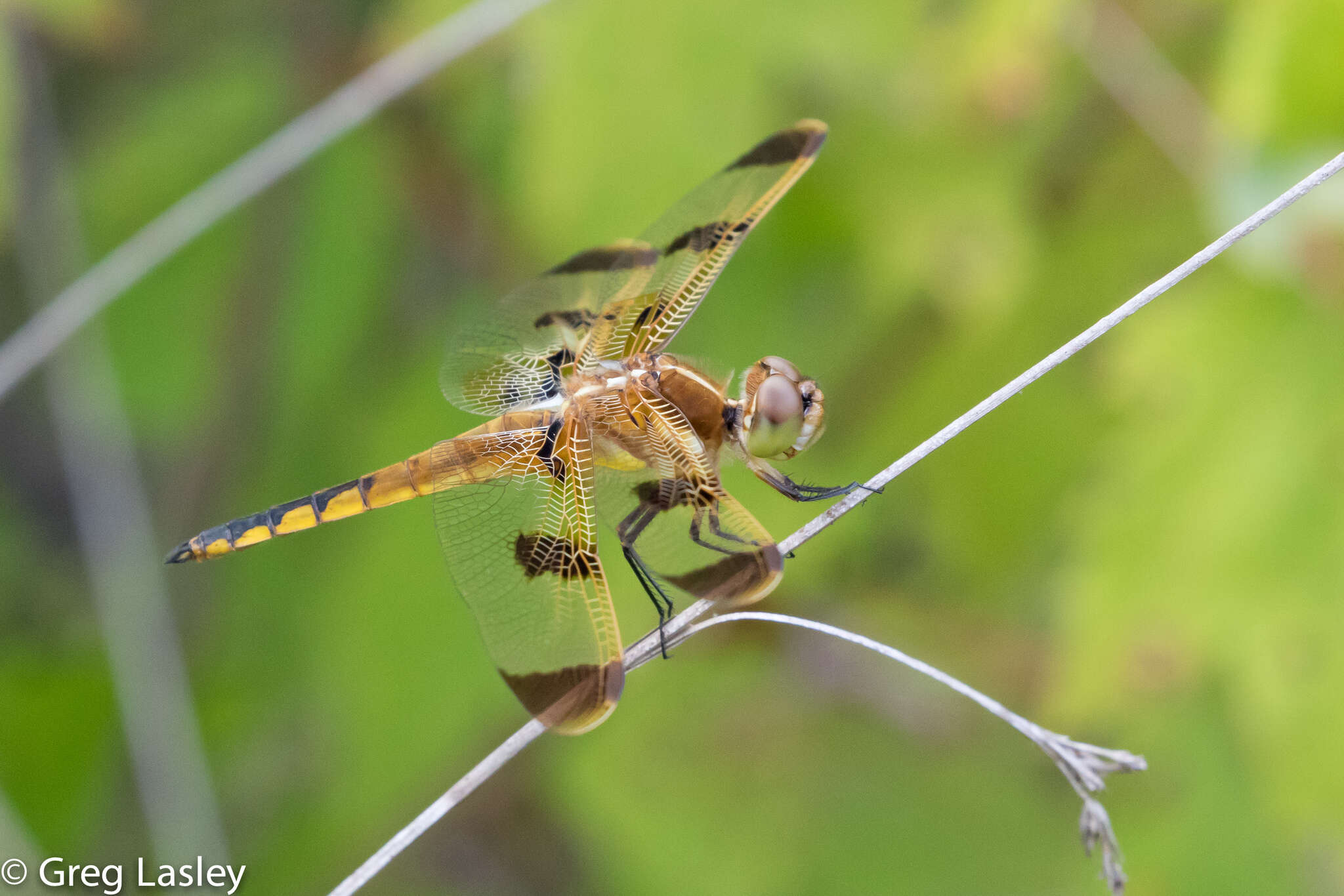 Image of Painted Skimmer