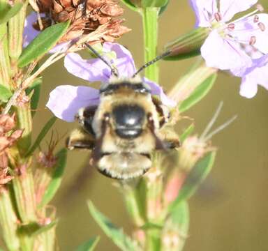 Image of Common Long-horned Bee