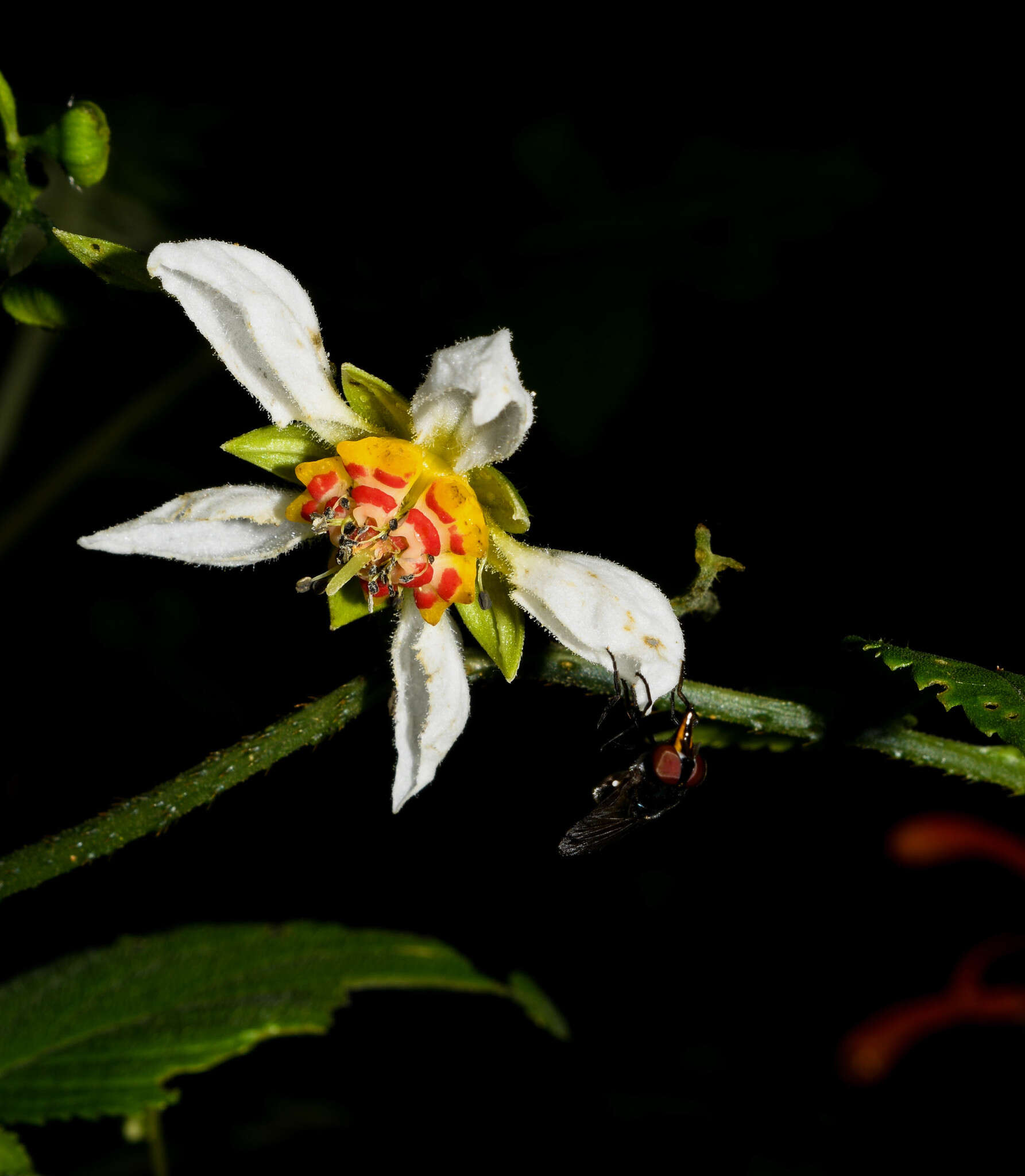 Image of Nasa aequatoriana (Urb. & Gilg) Weigend